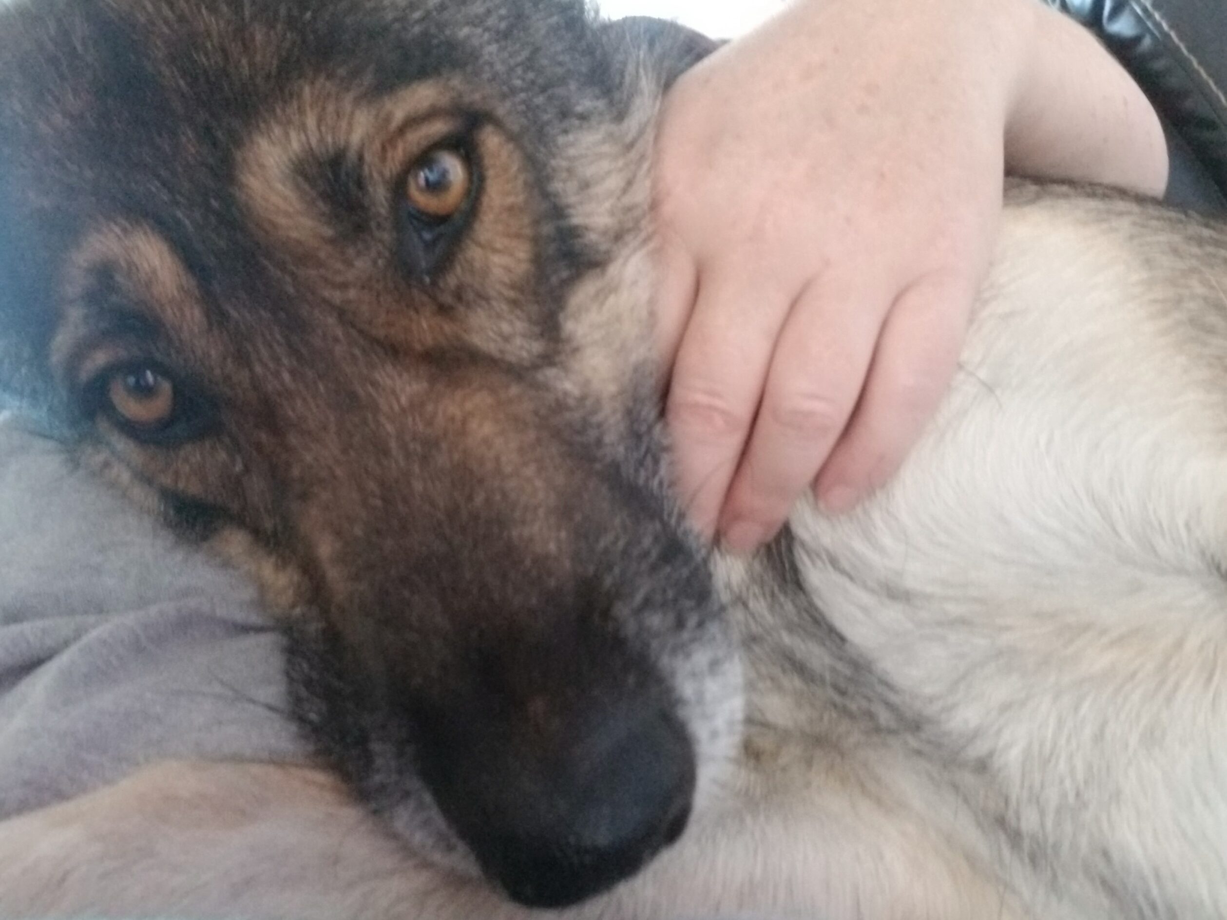 Up close photo of Baby Girl's face. Dog has long snout.