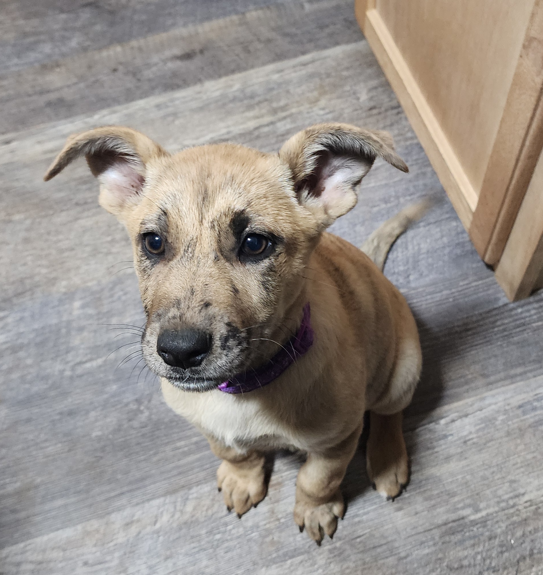 A puppy named Peppa sits looking upwards with her ears pointing upwards.