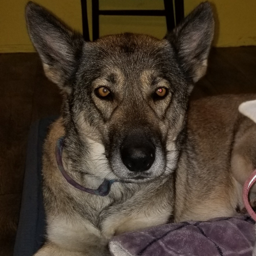 Up close photo of a female dog named Baby Girl.