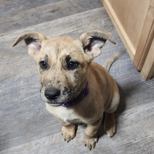 A puppy named Peppa sits looking upwards with her ears pointing upwards.