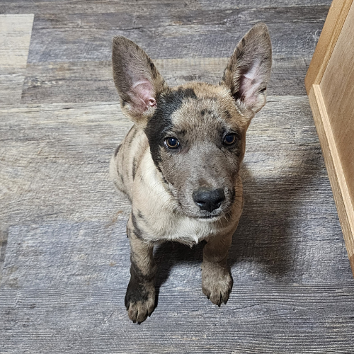 A puppy named Kye sits looking upwards with his ears pointing upwards.