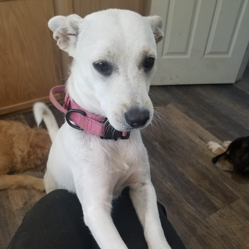 A female dog named Wubz poses on her hind legs with her ears back.