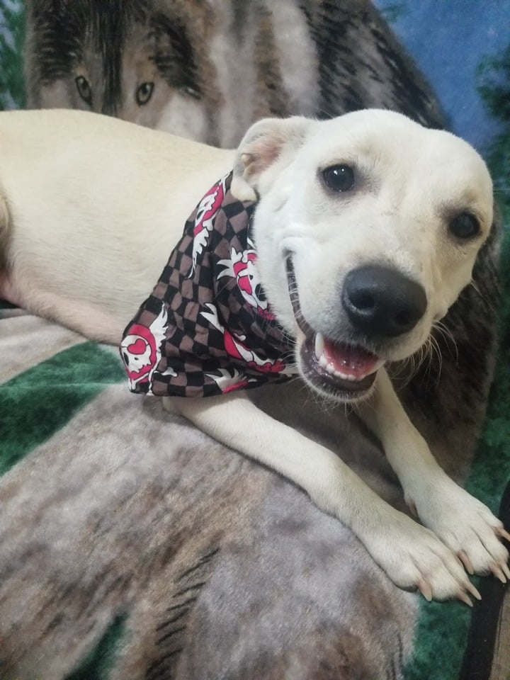 Wubz smiling in her bandana.